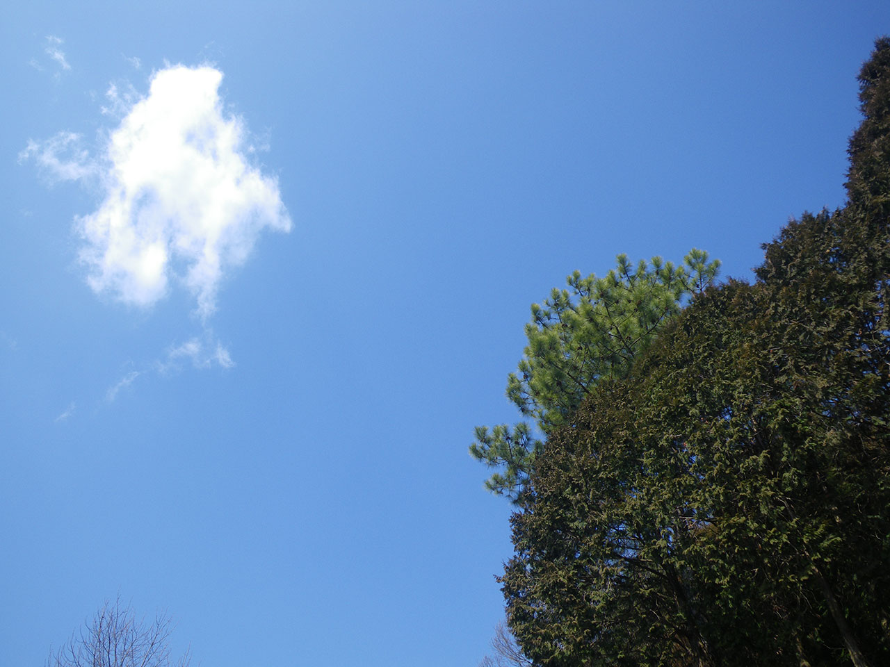 pentax w60で撮影した空と木