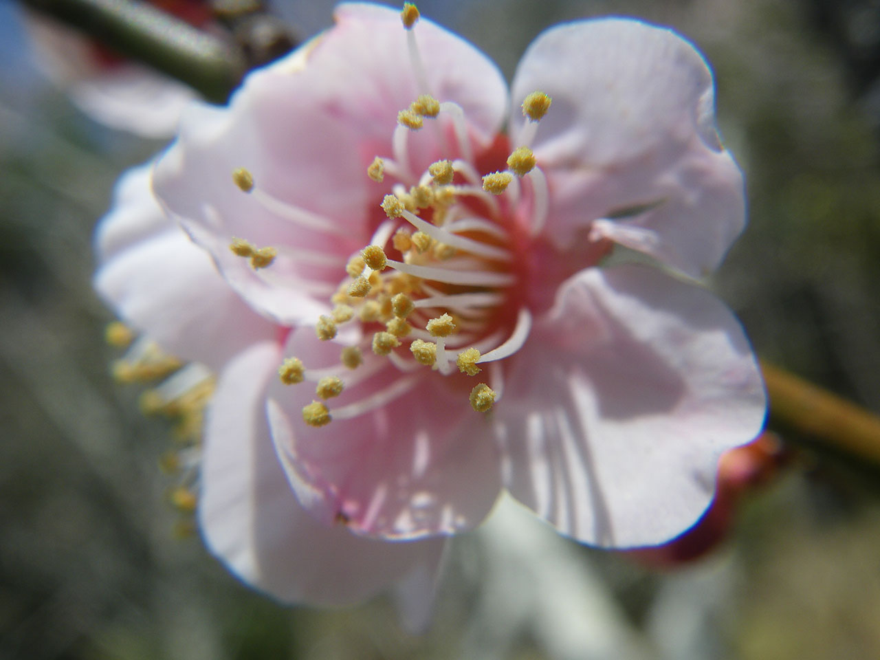 pentax w60で撮影した梅の花